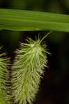 Longhair sedge